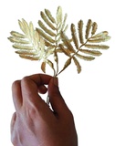 D4 Gold Fern Leaf Bunch