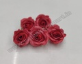Red Rose R4 (Pack of 5)