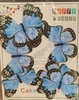 BTB51 Black Border Butterfly Toppers
