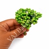 PF5 Green Pollen Flower Bunch