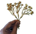 D2 Gold Flower Bunch