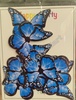 BTB50 Black Border Butterfly Toppers