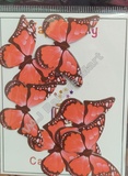 BTB55 Black Border Butterfly Toppers